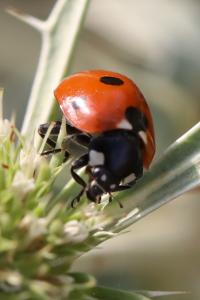 <i>Coccinella septempunctata</i>