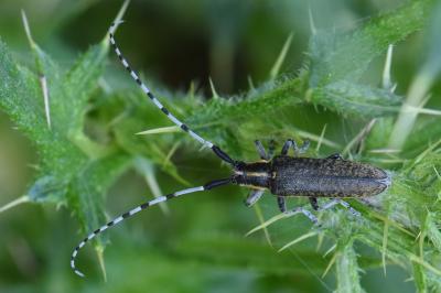 <i>Agapanthia villosoviridescens</i>