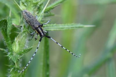 <i>Agapanthia villosoviridescens</i>