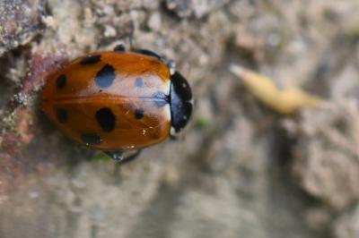 <i>Hippodamia variegata</i>
