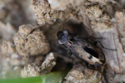 <i>Notiophilus</i>