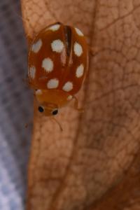 Vibidia duodecimguttata
