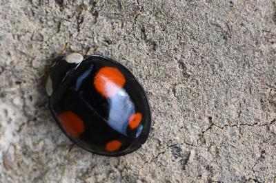<i>Harmonia axyridis</i>