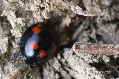 <i>Exochomus quadripustulatus</i>