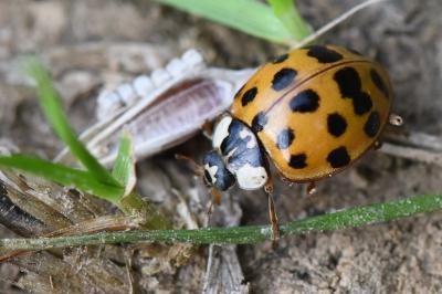 <i>Harmonia axyridis</i>