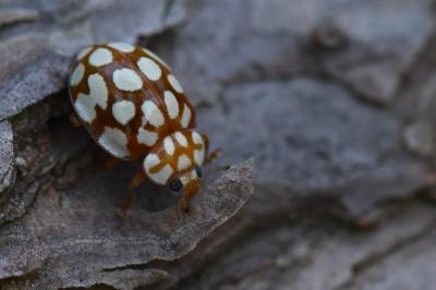 <i>Sospita vigintiguttata</i>
