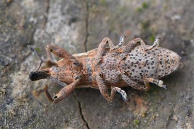<i>Lixus ochraceus</i>