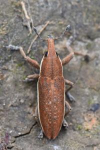 <i>Lixus ochraceus</i>