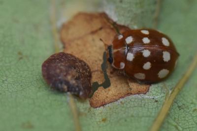 <i>Calvia quatuordecimguttata</i>