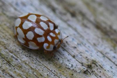 <i>Sospita vigintiguttata</i>