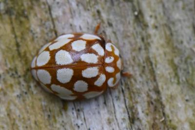 <i>Sospita vigintiguttata</i>