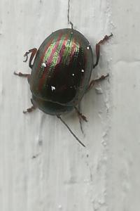 <i>Chrysolina americana</i>