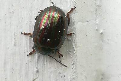 <i>Chrysolina americana</i>