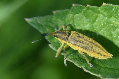 <i>Lixus iridis</i>