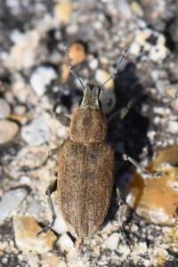 <i>Tanymecus palliatus</i>