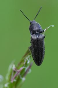 <i>Cidnopus pilosus</i>