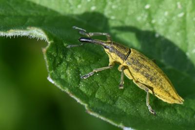 Lixus iridis