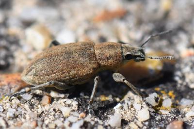 <i>Tanymecus palliatus</i>