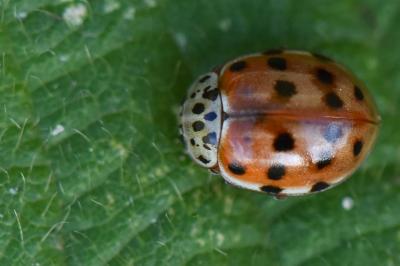 <i>Harmonia quadripunctata</i>