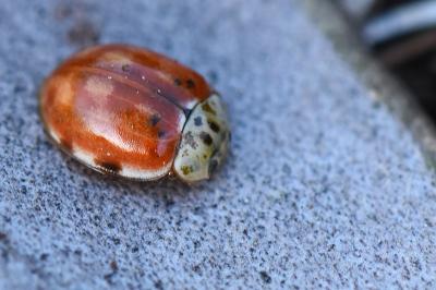 <i>Harmonia quadripunctata</i>