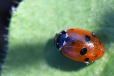 <i>Hippodamia variegata</i>
