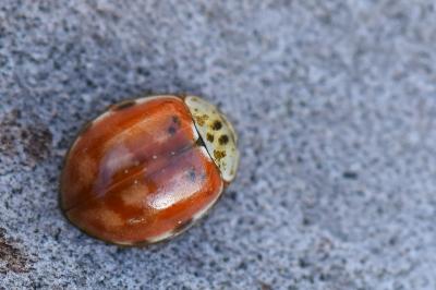 <i>Harmonia quadripunctata</i>