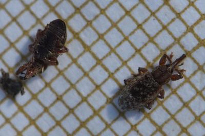 <i>Dorytomus</i>