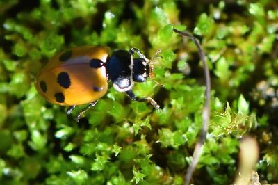 <i>Hippodamia variegata</i>