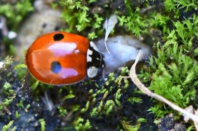 <i>Adalia bipunctata</i>