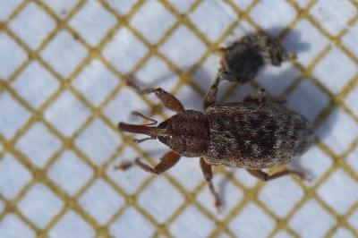 <i>Dorytomus</i>