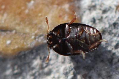 <i>Olibrus</i>