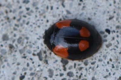 <i>Adalia bipunctata</i>