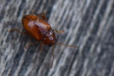 <i>Neocrepidodera</i>
