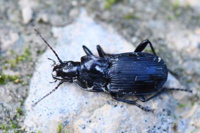<i>Abax parallelepipedus</i>