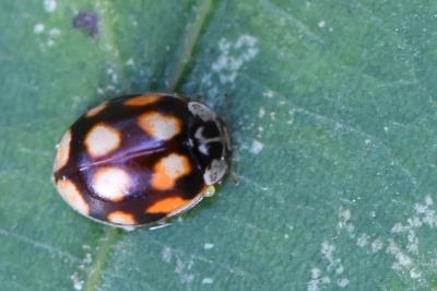 <i>Adalia decempunctata</i>