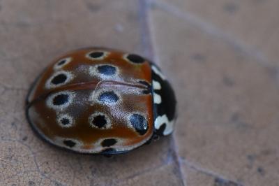 <i>Anatis ocellata</i>