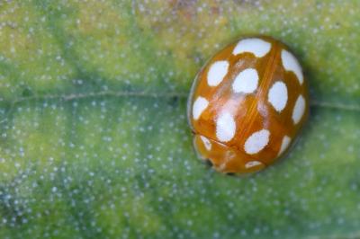 <i>Calvia decemguttata</i>