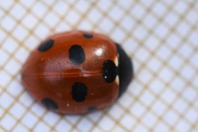 <i>Coccinella septempunctata</i>