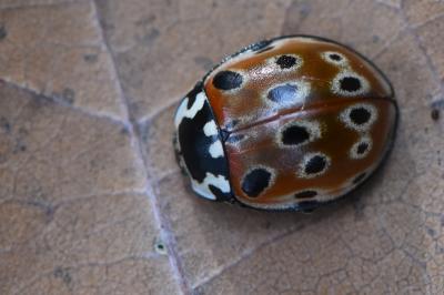 Anatis ocellata