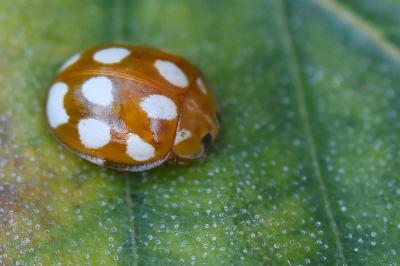 <i>Calvia decemguttata</i>