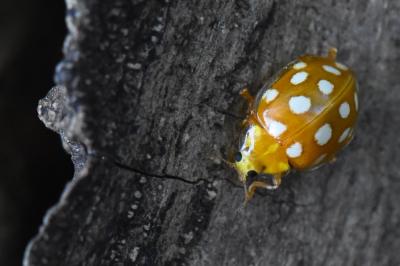 <i>Halyzia sedecimguttata</i>