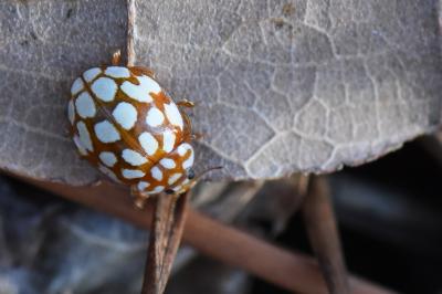 <i>Sospita vigintiguttata</i>