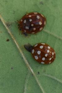 <i>Calvia quatuordecimguttata</i>
