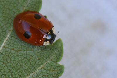 <i>Adalia bipunctata</i>