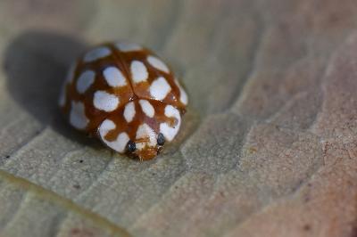 <i>Sospita vigintiguttata</i>
