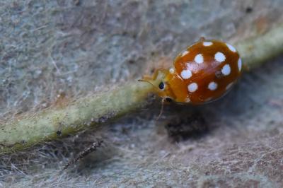 <i>Vibidia duodecimguttata</i>