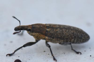 <i>Lixus punctiventris</i>