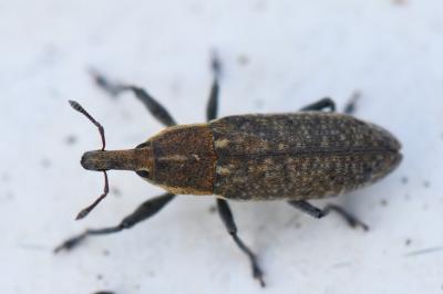 Lixus punctiventris
