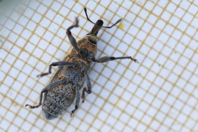 <i>Lixus punctiventris</i>