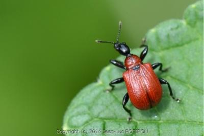 <i>Apoderus coryli</i>